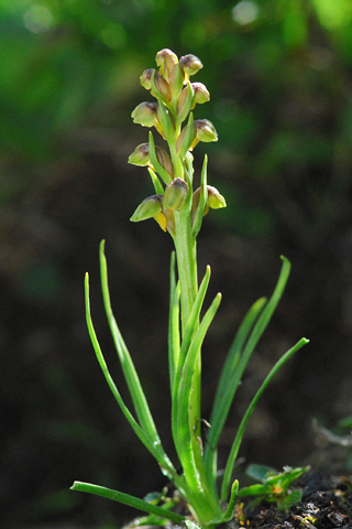 Chamorchis alpina