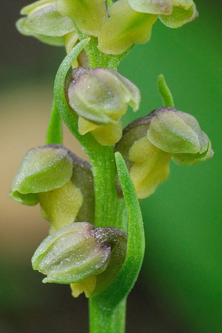 Chamorchis alpina