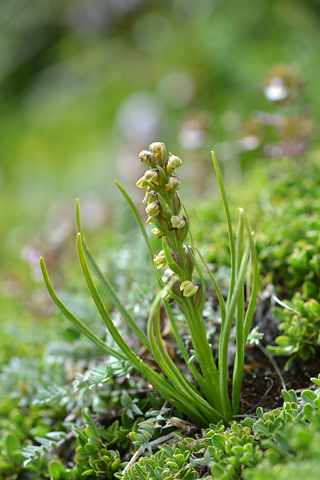 Chamorchis alpina