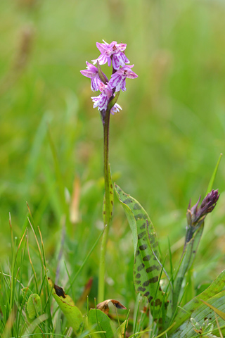 Dactylorhiza fuchsii x Coeloglossum viride