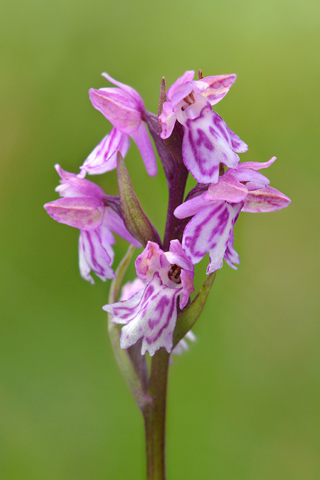 Dactylorhiza fuchsii x Coeloglossum viride