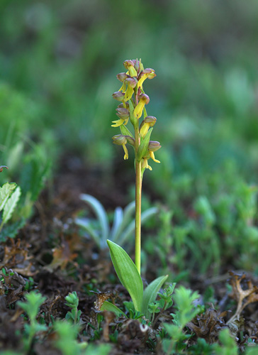 Coeloglossum viride