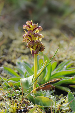 Coeloglossum viride