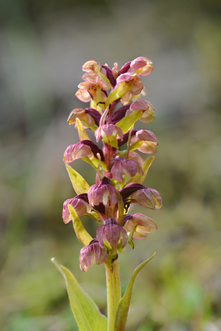 Coeloglossum viride