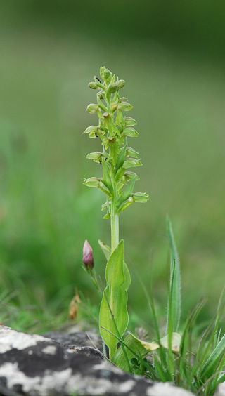 Coeloglossum viride