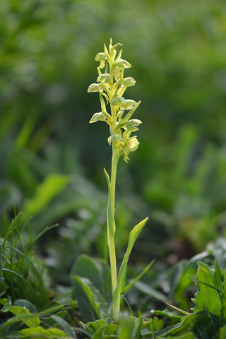 Coeloglossum viride