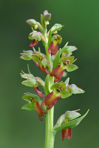 Coeloglossum viride