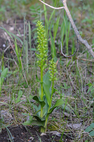 Coeloglossum viride