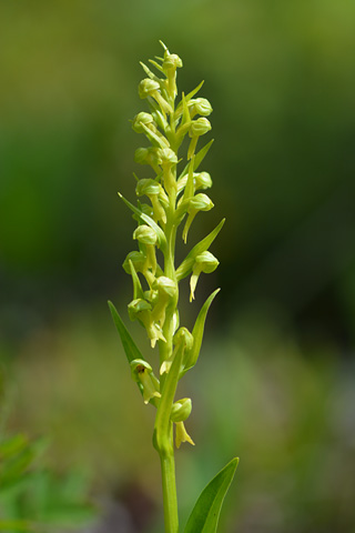 Coeloglossum viride