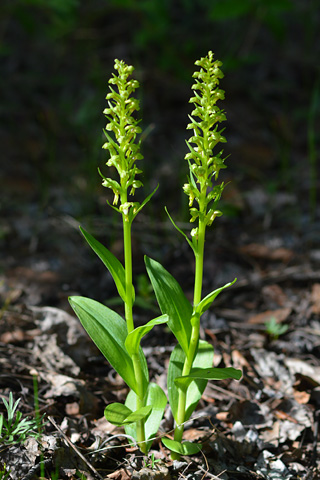 Coeloglossum viride