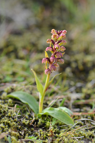 Coeloglossum viride