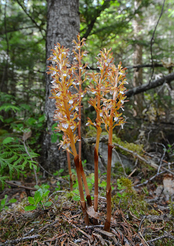 Corallorhiza maculata
