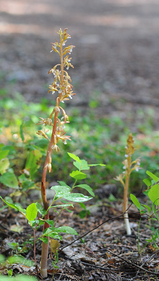 Corallorhiza maculata