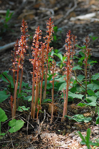 Corallorhiza maculata
