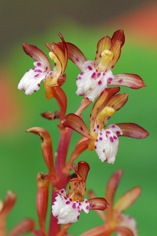 Corallorhiza maculata