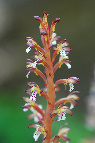 Corallorhiza maculata