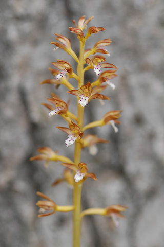 Corallorhiza maculata