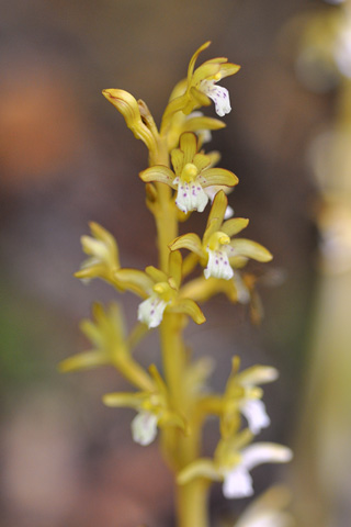 Corallorhiza maculata