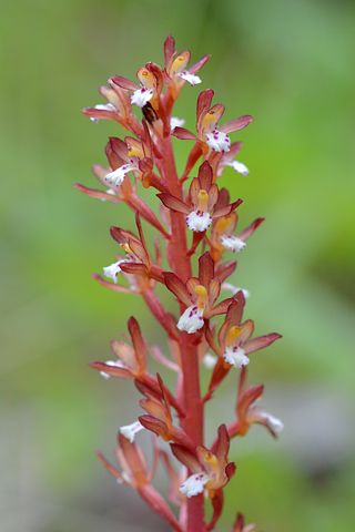 Corallorhiza maculata