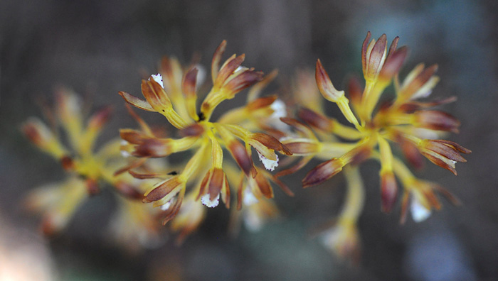 Corallorhiza maculata