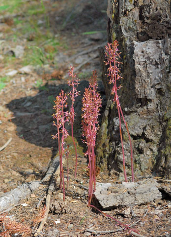 Corallorhiza mertensiana