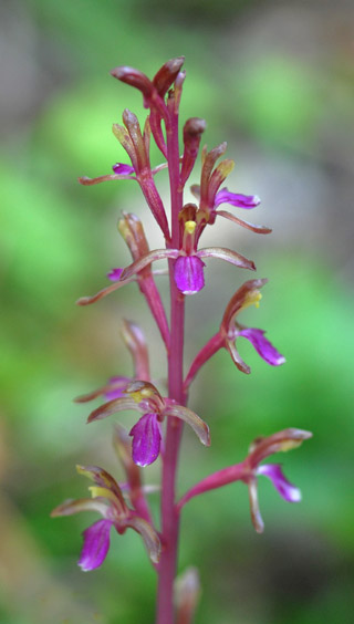 Corallorhiza mertensiana