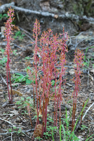 Corallorhiza mertensiana