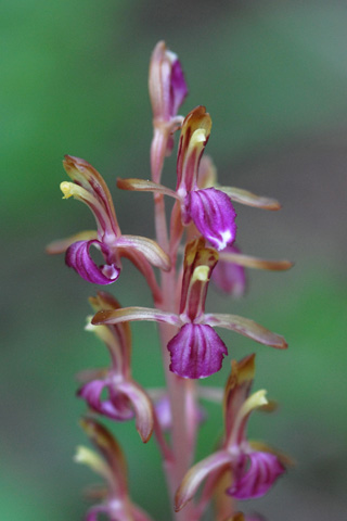 Corallorhiza mertensiana