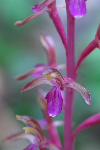 Corallorhiza mertensiana