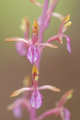 Corallorhiza mertensiana