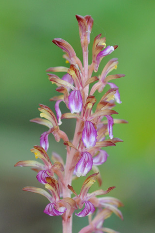 Corallorhiza mertensiana