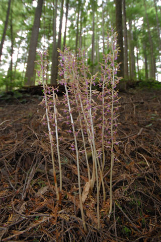 Corallorhiza mertensiana