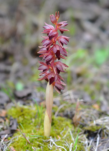 Corallorhiza striata