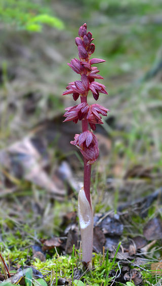 Corallorhiza striata