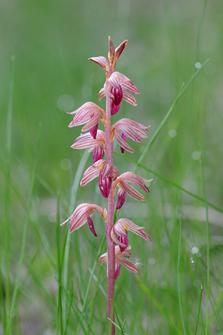 Corallorhiza striata