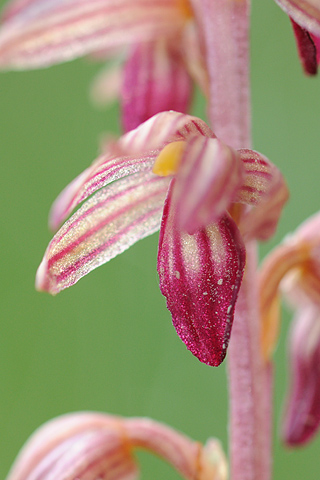 Corallorhiza striata