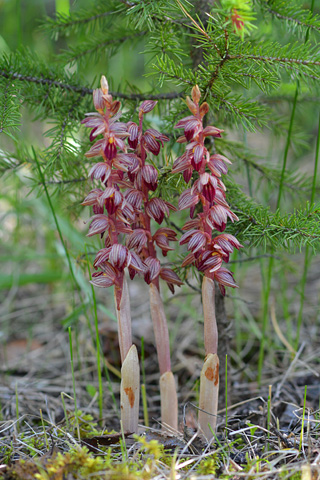 Corallorhiza striata