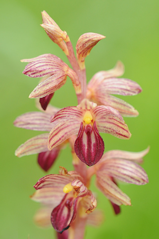 Corallorhiza striata