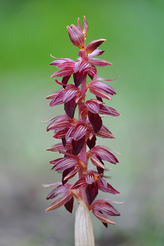 Corallorhiza striata