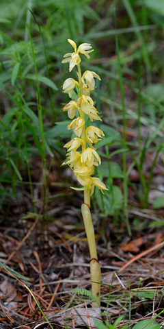 Corallorhiza striata