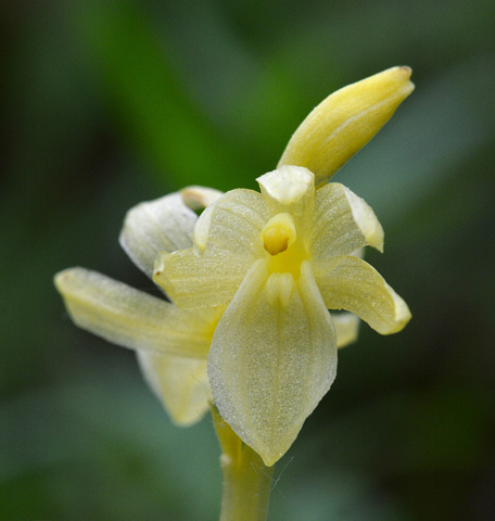 Corallorhiza striata