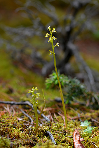 Corallorhiza trifida