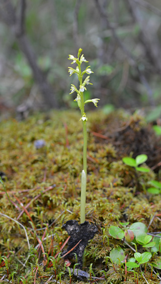 Corallorhiza trifida