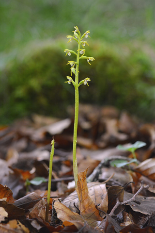 Corallorhiza maculata