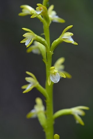 Corallorhiza maculata