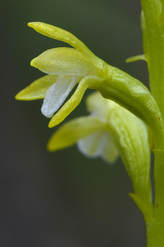Corallorhiza trifida