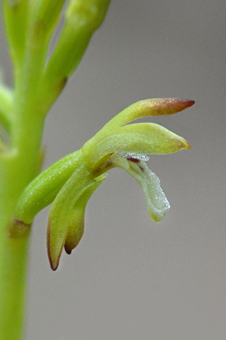 Corallorhiza trifida