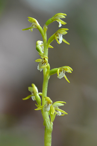 Corallorhiza maculata