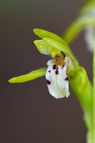 Corallorhiza trifida