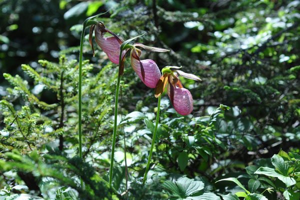 Cypripedium acaule